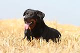 BEAUCERON 498